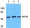 Myeloid Zinc Finger 1 antibody, LS-B13304, Lifespan Biosciences, Western Blot image 