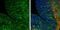 Contactin Associated Protein Like 2 antibody, NBP1-31358, Novus Biologicals, Immunohistochemistry frozen image 