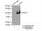 EPH Receptor A1 antibody, 18698-1-AP, Proteintech Group, Immunoprecipitation image 