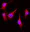 Kinase Insert Domain Receptor antibody, A00901-3, Boster Biological Technology, Immunofluorescence image 