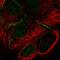 Membrane Palmitoylated Protein 7 antibody, HPA037597, Atlas Antibodies, Immunofluorescence image 