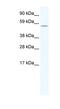 Homeobox And Leucine Zipper Encoding antibody, NBP1-80267, Novus Biologicals, Western Blot image 