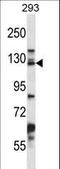 Desmoglein 2 antibody, LS-C167543, Lifespan Biosciences, Western Blot image 