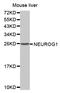 Neurogenin 1 antibody, A05933, Boster Biological Technology, Western Blot image 
