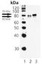 Heat Shock Transcription Factor 1 antibody, LS-C343666, Lifespan Biosciences, Western Blot image 