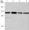 Glyoxylate Reductase 1 Homolog antibody, LS-C406429, Lifespan Biosciences, Western Blot image 
