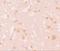 NLR Family Pyrin Domain Containing 7 antibody, NBP1-76290, Novus Biologicals, Immunohistochemistry paraffin image 