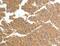Tenascin N antibody, MBS2521434, MyBioSource, Immunohistochemistry paraffin image 