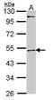 Myocyte Enhancer Factor 2A antibody, PA5-27380, Invitrogen Antibodies, Western Blot image 