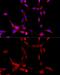 Cytochrome P450 Family 1 Subfamily B Member 1 antibody, GTX64767, GeneTex, Immunofluorescence image 