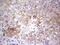 Peripherin antibody, LS-C790816, Lifespan Biosciences, Immunohistochemistry paraffin image 