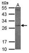 Myeloblastin antibody, GTX117576, GeneTex, Western Blot image 