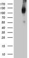 Transforming Growth Factor Beta Receptor 3 antibody, TA809349S, Origene, Western Blot image 