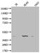 Oxoeicosanoid Receptor 1 antibody, CSB-PA837442LA01HU, Cusabio, Western Blot image 