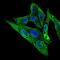 Rho GDP Dissociation Inhibitor Alpha antibody, GTX60618, GeneTex, Immunofluorescence image 