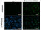 Dengue virus antibody, GTX629447, GeneTex, Immunofluorescence image 