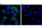 Colony Stimulating Factor 1 Receptor antibody, 67455S, Cell Signaling Technology, Immunocytochemistry image 