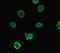 Sodium Leak Channel, Non-Selective antibody, orb45233, Biorbyt, Immunocytochemistry image 
