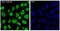 c-Myc antibody, M00026-1, Boster Biological Technology, Immunofluorescence image 
