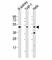 Bone Morphogenetic Protein 2 antibody, F53444-0.4ML, NSJ Bioreagents, Western Blot image 