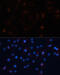 Ubiquitin Like 3 antibody, 19-251, ProSci, Immunofluorescence image 