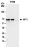 N-Myristoyltransferase 1 antibody, NBP2-32168, Novus Biologicals, Immunoprecipitation image 