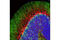 Neurofilament Light antibody, 8743S, Cell Signaling Technology, Flow Cytometry image 