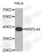 Mitochondrial Ribosomal Protein L44 antibody, A4949, ABclonal Technology, Western Blot image 