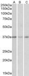 Growth Hormone Inducible Transmembrane Protein antibody, GTX88206, GeneTex, Western Blot image 