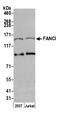 FA Complementation Group I antibody, A301-254A, Bethyl Labs, Western Blot image 