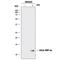 C-C Motif Chemokine Ligand 3 antibody, MAB66252, R&D Systems, Western Blot image 