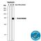 Albumin antibody, AF3329, R&D Systems, Western Blot image 