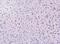 Gap Junction Protein Alpha 4 antibody, A05569, Boster Biological Technology, Immunohistochemistry frozen image 