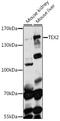 Testis Expressed 2 antibody, LS-C749673, Lifespan Biosciences, Western Blot image 