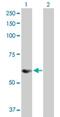 Sorting Nexin 25 antibody, H00083891-D01P, Novus Biologicals, Western Blot image 