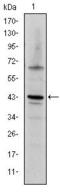 Jun Proto-Oncogene, AP-1 Transcription Factor Subunit antibody, MA5-15889, Invitrogen Antibodies, Western Blot image 