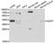 H2A Histone Family Member Y antibody, orb247764, Biorbyt, Western Blot image 