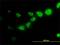 Calpain Small Subunit 1 antibody, H00000826-M01, Novus Biologicals, Immunofluorescence image 