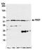 Nicotinamide Phosphoribosyltransferase antibody, NB100-594, Novus Biologicals, Western Blot image 