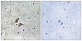 Oligodendrocyte Myelin Glycoprotein antibody, abx014682, Abbexa, Western Blot image 
