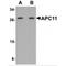 Anaphase Promoting Complex Subunit 11 antibody, MBS151585, MyBioSource, Western Blot image 
