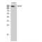 NAC Alpha Domain Containing antibody, LS-C384746, Lifespan Biosciences, Western Blot image 