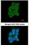 Cartilage Associated Protein antibody, PA5-22084, Invitrogen Antibodies, Immunofluorescence image 