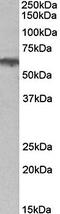 Adrenoceptor Alpha 1B antibody, orb79357, Biorbyt, Western Blot image 