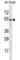 GATA Binding Protein 3 antibody, abx028585, Abbexa, Western Blot image 