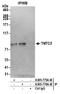 Transmembrane And Tetratricopeptide Repeat Containing 3 antibody, A305-775A-M, Bethyl Labs, Immunoprecipitation image 