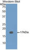Bone Morphogenetic Protein 7 antibody, LS-C297422, Lifespan Biosciences, Western Blot image 