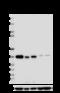 NFKB Inhibitor Alpha antibody, 609101, BioLegend, Western Blot image 