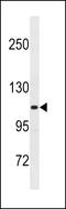 Thrombospondin 4 antibody, LS-C156215, Lifespan Biosciences, Western Blot image 