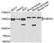 Ubiquitination Factor E4A antibody, orb373123, Biorbyt, Western Blot image 